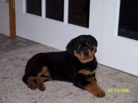 Barstes Shes A Heartbreaker, CGC